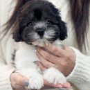 시바견분양.kr 이미지