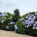 빛길 | 퉁영 연화도 수국 트레킹 완벽 정리 (코스, 배편 예약 정보, 수국 축제)