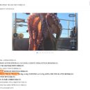 사내리 공중화장실(파출소) | 강릉 문어낚시 초보도 성공한 뉴한일호 첫 탑승 후기 피문어 잡는 방법까지
