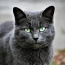 검은고양이 이미지