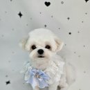 보드레 애견미용실 이미지