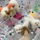 조이 애견 유치원 이미지