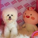 댕댕월드 이미지