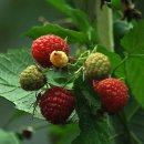 여우와늑대 이미지