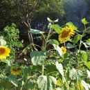 풍년산장 이미지