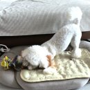 선인장 | [내돈내산] 강아지 루비 최애 장난감🐶 움직이는 선인장🌵 사용후기