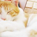 제이엠 동물병원 이미지