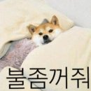 꿀잠 이미지