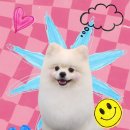 동동 애견 미용 이미지