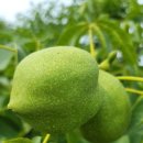 동백 죽전대로4-1 이미지