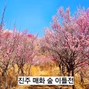 대숲향기 | [영남권 매화 명소] 3년 만에 개방한 진주 매화 숲 이틀 전 다녀온 후기/개화 상황 주차정보 개방 기간