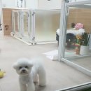 설 grooming 이미지