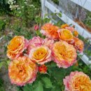 라빌라빌라 이미지