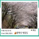 낙동제방 남해대교 부근 | 부산 황령산 벚꽃길과 전망대 - 벚꽃 터널 드라이브. 황령산 벚꽃길 실시간