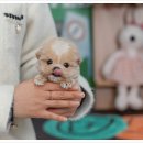안녕펫 | 위례 강아지분양샵 추천! 믿을 수 있는 유앤미펫 솔직 후기 🐾