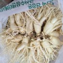 인삼약초로 | 충남 금산 인삼의 고장 금산인삼 수삼 가격 정보