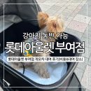 세븐일레븐전주웨딩캐슬점 | 롯데아울렛 부여점, 강아지 동반 방문 개모차 대여 방법 장소 및 비용