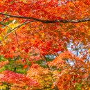 문경약돌한우 조선갈빗집 | 문경새재도립공원 가을 단풍 여행 코스 주차장 전동차 입장료 등