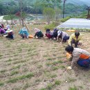 철수마을 이미지