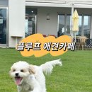 [플루프 floof] 파주 천연잔디 운동장에서 뛰어놀기 좋은 애견카페 🐾
