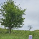 박지마을호텔, 식당 이미지