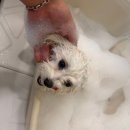 개르띠에 이미지