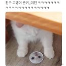 톡킹