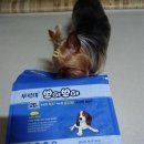 뽀야 Daum카페