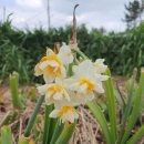 선화