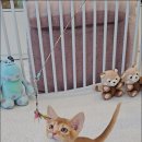 나는고양이 | 판교고양이 나는 고양이에 빠지다 후기