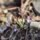 둥근털제비꽃 Viola collina Besser 종 이미지