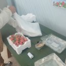 쌍둥이농장 이미지