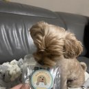 재화애견수제간식 | 강아지 수제간식 택배 &#39;재화애견수제간식&#39; 구매 후기_강아지당근케익,삼색큐브
