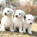 멍멍이천국 이미지