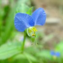 호박넝쿨 이미지