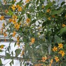 SNS 의 실시간 여론조사 한국만의 특권..직접민주주의 활성화 시키고..천 명 데이터..소멸되어야.. 이미지