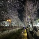 [야간]라떼아트 | 진해 여좌천 실시간 벚꽃 개화상황🌸 지금 가도 될까? (여좌천 야경 후기)