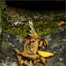 나비생태공원 이미지