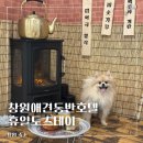 꼬모댕 프라이빗 애견호텔 | 진해ㅣ창원애견동반호텔 추천 휴일도스테이 가족룸 숙박 후기