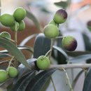 김성훈농장 이미지