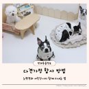 (주)고려제지 | 노령견 있는 집 다견가정 강아지 합사 방법과 서열 정리 현실 후기