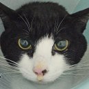 화남 비상 제001호 | 고양이와 생일주간