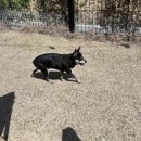 고려보조기 | 노견 강아지 보조기 은해 반려동물 보조기 착용방법 및 사용후기