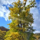 양평현대자동차정비(주) | 양평 용문사 주차 용문산 은행나무 나이 실시간 단풍 시기 맛집 공유