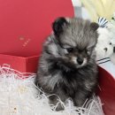 가온펫(안심분양센터) | 강아지를 믿고 안심 분양 받을 수 있는 곳 가온펫 안심분양