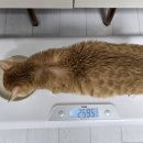 핑크젤리 이미지