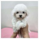 청주강아지분양 애견입양 애견미용 바른펫 이미지