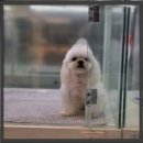 화서1동 | 화서1동애견교배 썰 푸는 방송 On