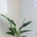 크루시아 화분 말라죽은 후기 + 물꽂이 도전. 뿌리가 났네?