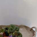 타우르스 이미지